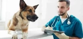 Spaying and neutering services for pets in Dubai 