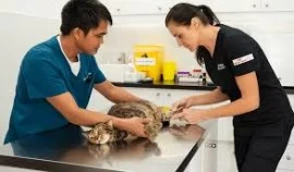 Spaying and neutering services for pets in Dubai 