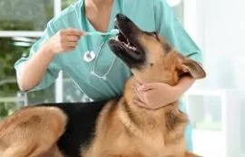 Pet dental clinic services in Dubai 