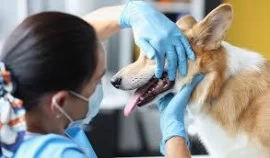 Pet dental clinic services in Dubai 