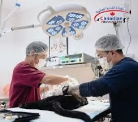 Best pet spaying and neutering services in Dubai 