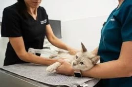 Best pet spaying and neutering services in Dubai 