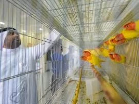 Pet store for birds in Dubai 