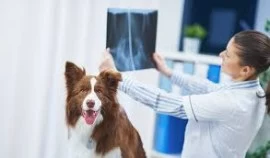 Pets X rays Dubai 