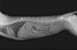 X rays for cats in Dubai 