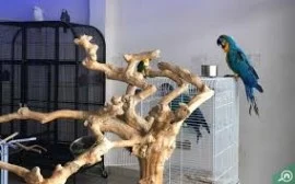 Pet store for birds in Dubai 