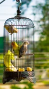 Pet store for birds in Dubai 