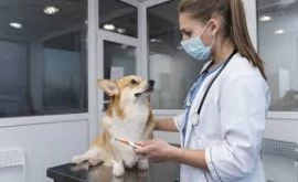 Pet blood test services in Dubai 