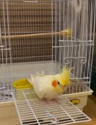 ADORABLE COCKATIEL PARROTS FOR ADOPTION 