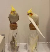 ADORABLE COCKATIEL PARROTS FOR ADOPTION 