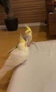 ADORABLE COCKATIEL PARROTS FOR ADOPTION 