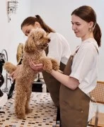 Dog grooming services in Dubai 