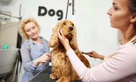 Dog grooming services in Dubai 