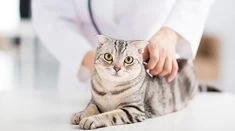 Surgery clinic for pets in Dubai 