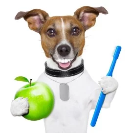 Pet dental care services in Dubai