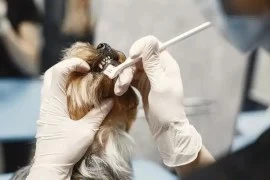 Pet dental care services in Dubai