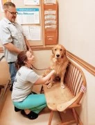 Veterinary practice for pets in Dubai 