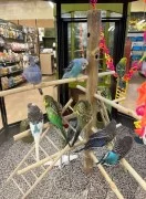 Pet store for birds in Dubai 