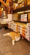 Best pet store for cats in Dubai 