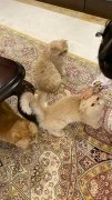 Best pet store for cats in Dubai 