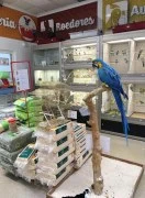 Best pet store for birds near me 