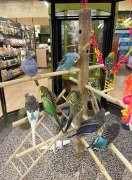 Best pet store for birds near me 