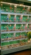 Best pet store for birds near me 