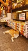 Pet store for cats in Dubai 