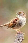 Pet store for birds in Dubai 