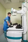 Pets X rays Dubai 