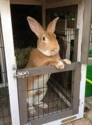 Pet store for rabbits in Dubai 