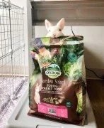 Pet store for rabbits in Dubai 