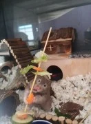 Pet food store for hamsters in Dubai 