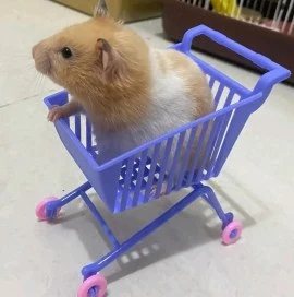 Best pet store for hamsters in Dubai 