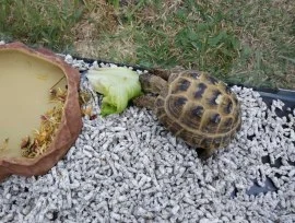 Best food store for pet turtles in Dubai