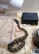 Pet store for cobra in Dubai 