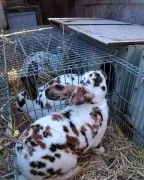 Pet store for rabbits in Dubai 