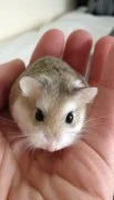 Best pet store for hamsters in Dubai 