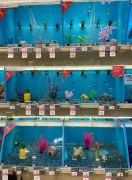 Pet store for fishes in Dubai