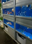 Pet store for fishes in Dubai