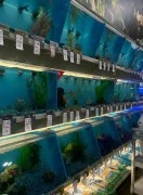 Pet store for fishes in Dubai