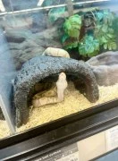 Pet store for snakes 