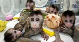 Female White Faced Capuchin Monkeys