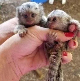 Marmoset Monkeys For Adoption