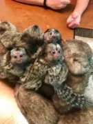 Male and Female Marmoset Monkeys Available