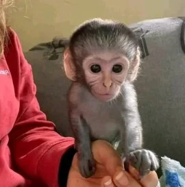 Quality Capuchin Monkeys For Adoption