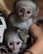 Capuchin Monkeys for Adoption Now