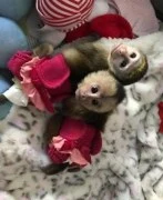 Capuchin Monkeys Available