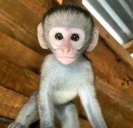 Capuchin Monkey for Adoption