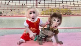 Emotional Filled Capuchin Monkeys Available Now